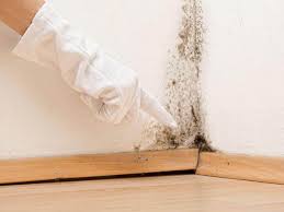 Why You Should Choose Our Mold Remediation Services in Carbon Hill, AL